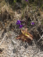 Pinguicula macroceras