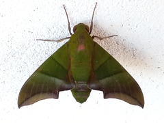 Oryba achemenides