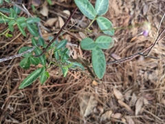 Desmodium incanum