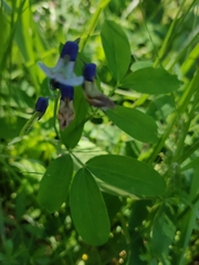 Lathyrus linifolius