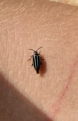 Disonycha pensylvanica