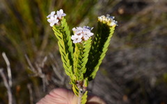 Euchaetis