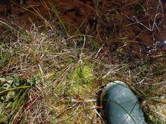 Sphagnum tenellum