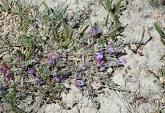 Astragalus argophyllus