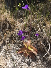 Pinguicula macroceras
