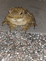 Phrynoidis juxtasper