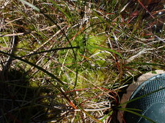Sphagnum tenellum