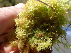 Sphagnum tenellum
