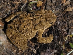 Phrynoidis juxtasper