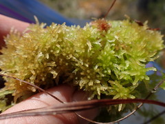 Sphagnum tenellum