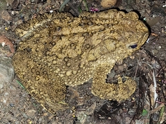 Phrynoidis juxtasper