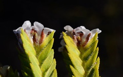 Euchaetis