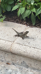 Leiocephalus carinatus