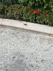 Leiocephalus carinatus