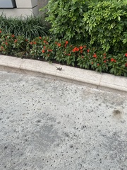 Leiocephalus carinatus