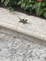 Leiocephalus carinatus