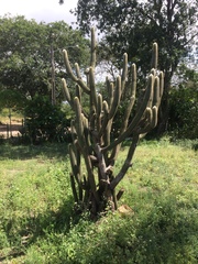 Pilosocereus pachycladus