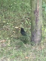 Turdus merula