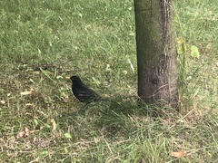 Turdus merula