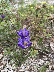 Edraianthus