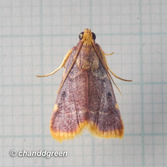 Hypsopygia mauritialis