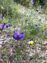 Edraianthus