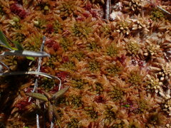 Sphagnum austinii