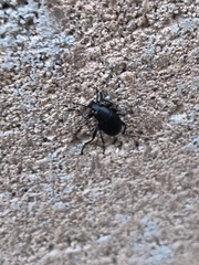Eleodes longicollis