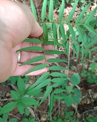 Vicia venosa