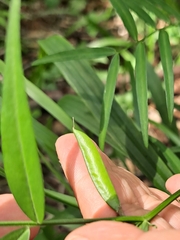 Vicia venosa
