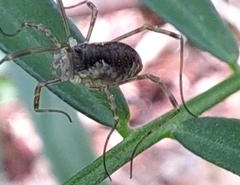 Oligolophus tienmushanensis