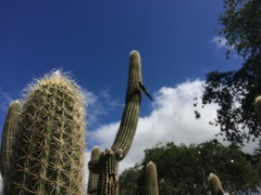 Pilosocereus pachycladus