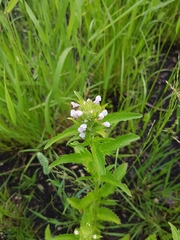 Dracocephalum parviflorum
