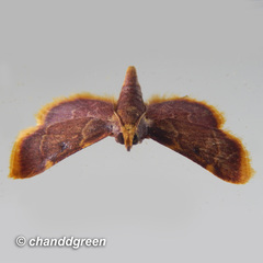Hypsopygia mauritialis