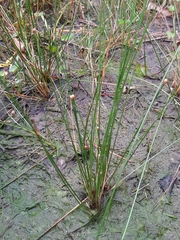 Eleocharis