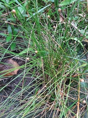 Eleocharis