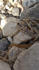 Acrotylus insubricus