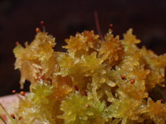 Sphagnum tenellum