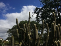 Pilosocereus pachycladus