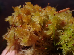 Sphagnum tenellum