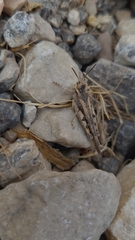 Acrotylus insubricus