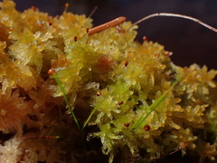 Sphagnum tenellum