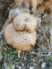 Cerioporus squamosus