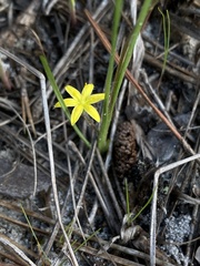Hypoxis juncea