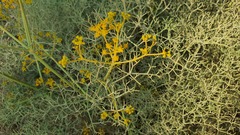 Bilacunaria boissieri