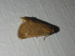 Bijugis bombycella
