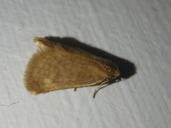 Bijugis bombycella