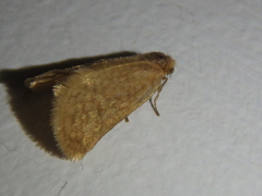 Bijugis bombycella
