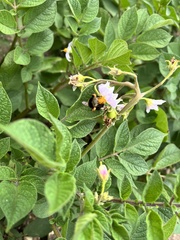 Bombus