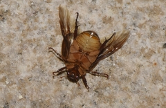 Anomala corpulenta